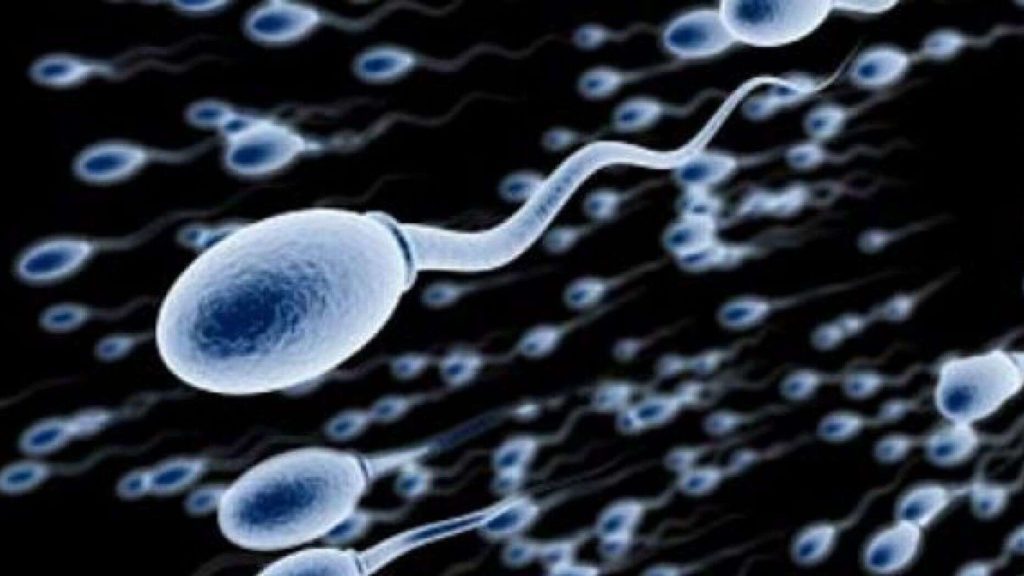 Incorrect diet and junk food undermine male fertility
